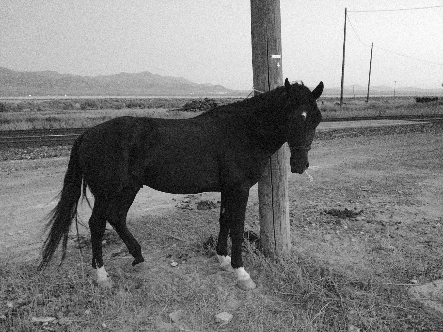 blog black horse rider